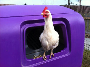 Princess Grace in the Eglu Cube