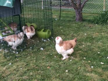 5 month old german feral hens.