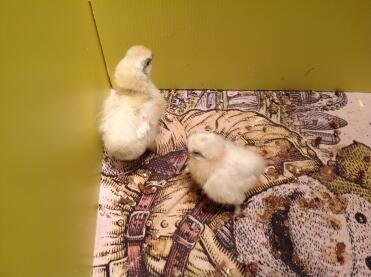 Baby silkies