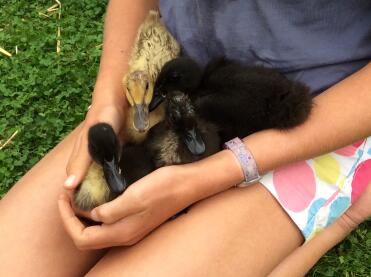 Duck babies