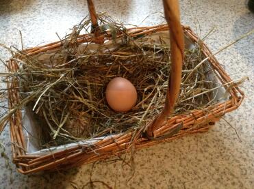 Our first egg-well done girls!