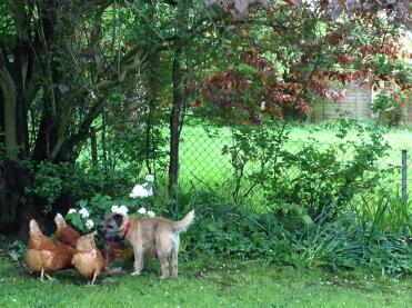 Tim and the chickens! 