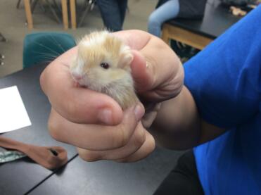 Isn't Penny a sweet gerbil!