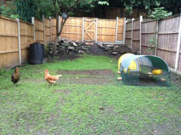 So you buy a rain cover for your Eglu but the chickens will still sit in the rain! Typical :D