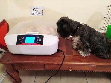 My baby lucy watching the baby chicks hatching !!