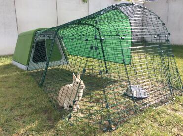 Rabbit in run of Eglu Go Rabbit Hutch and Run