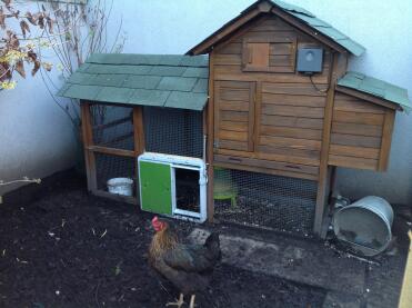 Keeping chickens is much easier with the autodoor!