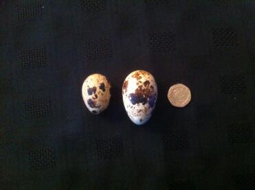 Biggest egg i've had from a jap quail.