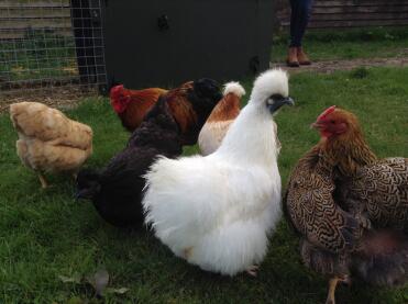 Lulu the silkie