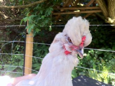 My silkie silver