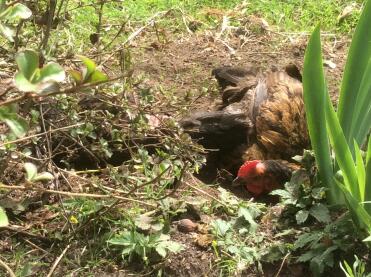 Two happy chickens having a dust bath! Can someone tell me why they are pecking their feathers out?