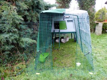 What a happy home for these hens!