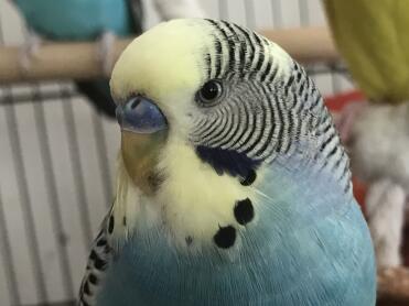 What gorgeous feathers this budgie has!