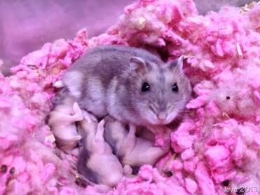 Carefresh is my favourite bedding for pregnant hamsters