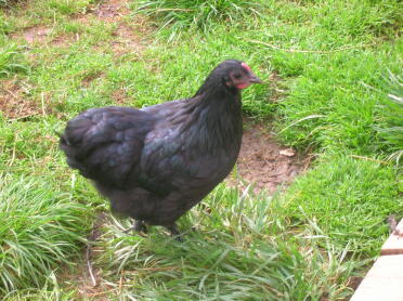 A croad langshan chicken.