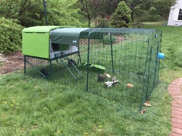 Safe in their new coop