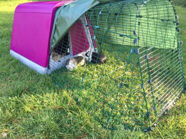 Hamish & andy are loving their new hot pink piggy palace!