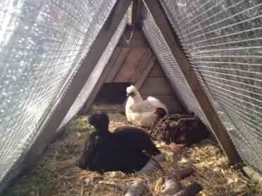 Enjoying the sun (under their Omlet rain cover)