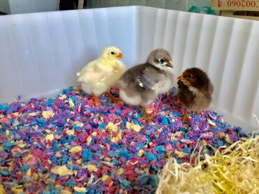 Hatching chicks is so exciting!