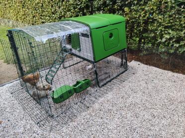 Our hens love their Eglu Cube!