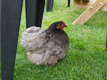 What a pretty pekin bantam!