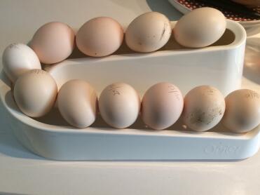 A little bulky for only 12 eggs, but perfectly adapted to the size of the eggs of my silk hens