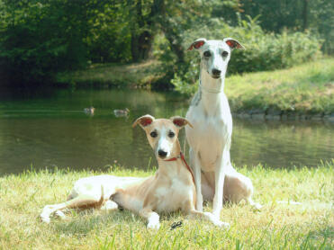 2 beautiful whippet bitches