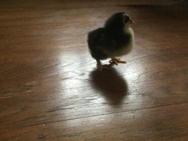 What a sweet pekin bantam chick!