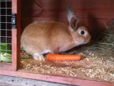 Brown rabbit in hutch with carrot