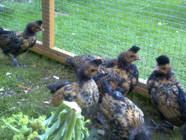 Chickens in run