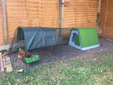 Happy peri peri, in her coop with 3 others