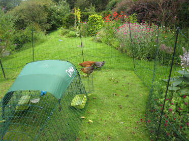 Omlet chicken run and chickens surrounded by omlet chicken fencing