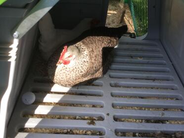 A very broody hen, definite should use the 'Beware Chicken' sign now 