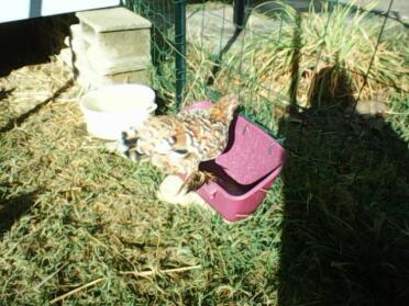 Chicken in feeder