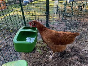 Chicken with drinker