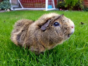 Abyssinian Guinea Pigs are so sweet!