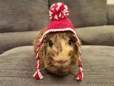 What a cute little woolly hat!