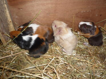 Baby guinea pigs