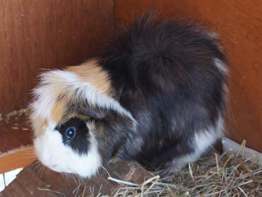 What a sweet guinea pig!