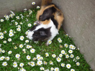 Milly the guinea pig