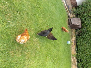 all hens in the garden