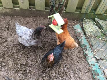 Chooks enjoying their treat! This feeder keeps the fruit clean so must be better for the girls!