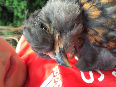 Barry the araucana chick