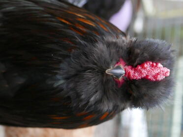 Jeff the araucana cockerel