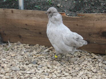 Lavender araucana bantam