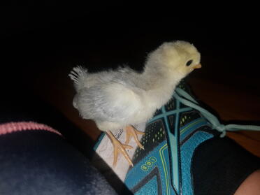 One week old araucana exploring