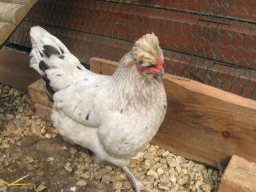 Splashed araucana hen