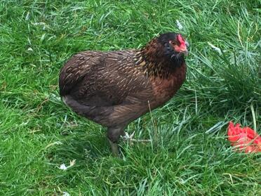 Chicken in garden