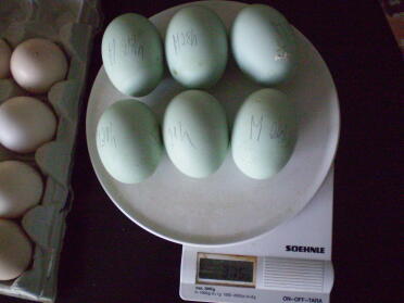 Blue eggs