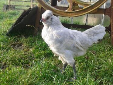 Lavender aruacana pullet